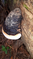 Fomitopsis mounceae