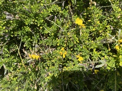 Genista stenopetala