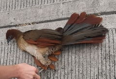 Ortalis erythroptera