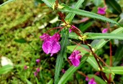 Impatiens lawii