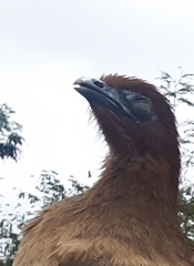 Ortalis erythroptera