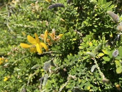Genista stenopetala