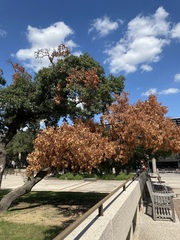 Quercus buckleyi