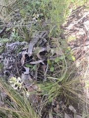 Stackhousia monogyna