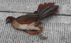 Ortalis erythroptera