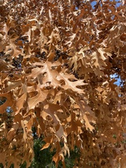 Quercus buckleyi