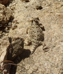 Phrynosoma blainvillii