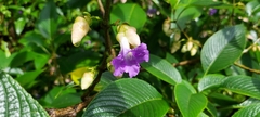 Strobilanthes callosa