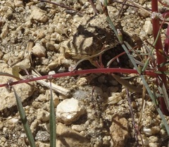 Phrynosoma blainvillii