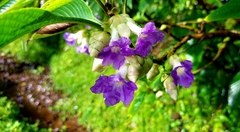 Strobilanthes callosa