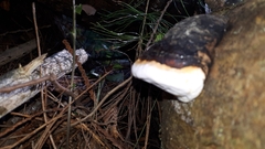 Fomitopsis mounceae