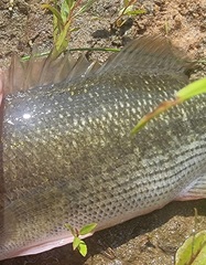 Micropterus punctulatus