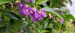 Strobilanthes callosa