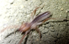 Eremobatidae