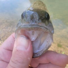 Micropterus punctulatus