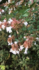 Abelia