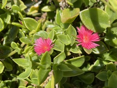 Mesembryanthemum cordifolium