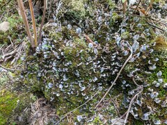 Peltigera didactyla