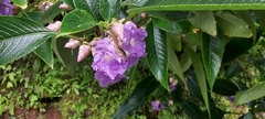 Strobilanthes callosa
