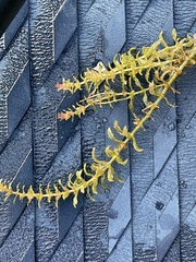 Hydrocharitaceae