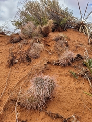 Opuntia polyacantha erinacea