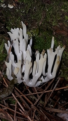 Clavulina rugosa