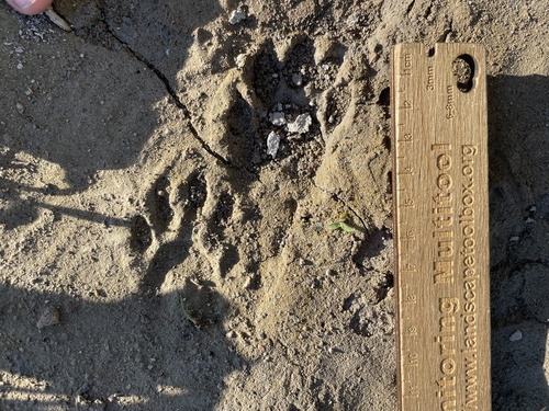 Common Raccoon photographed in Nevada