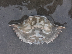 Portunidae