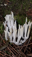 Clavulina rugosa
