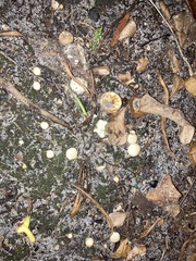 Scleroderma