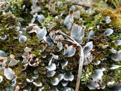 Peltigera didactyla