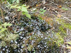 Peltigera didactyla
