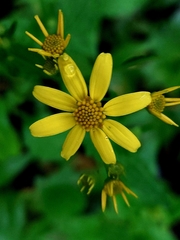 Senecio