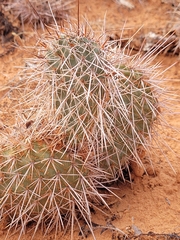Opuntia polyacantha erinacea