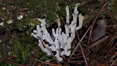 Clavulina rugosa