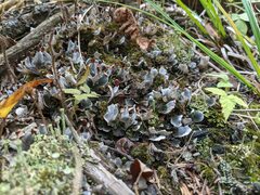 Peltigera didactyla