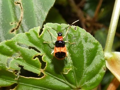 Paratriarius