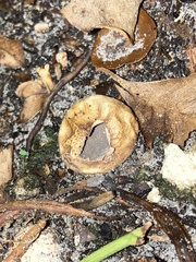 Scleroderma