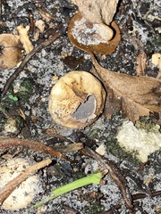 Scleroderma