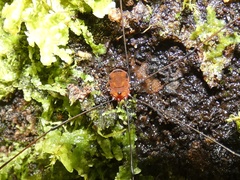 Sclerosomatidae