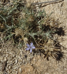 Eriastrum densifolium