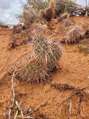 Opuntia polyacantha erinacea