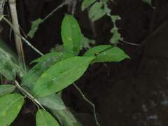 Prodasineura croconota