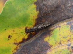 Polycentropodidae