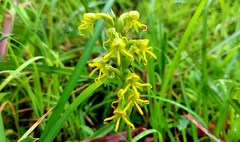 Habenaria marginata