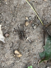 Tigrosa georgicola