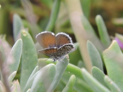 Brephidium exilis exilis