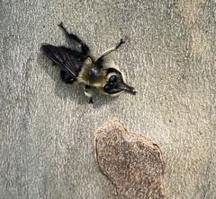 Laphria affinis