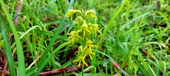 Habenaria marginata