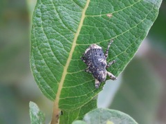 Cryptorhynchus lapathi